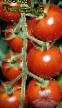 Los tomates  Unikalnyjj variedad Foto