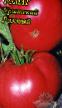 tomaatit lajit Uralskijj Rozovyjj kuva ja ominaisuudet