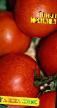 des tomates  Yuliana l'espèce Photo