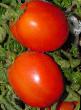 Los tomates variedades Dual Plas F1 Foto y características