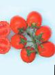 Tomatoes varieties Progress F1 Photo and characteristics