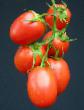 Los tomates  Rapit F1 variedad Foto
