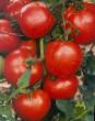 Tomatoes varieties Dzhempakt F1  Photo and characteristics