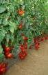 Tomatoes varieties Mishel F1 Photo and characteristics