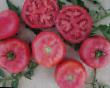 Ντομάτες ποικιλίες Pink Bush F1 φωτογραφία και χαρακτηριστικά