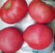 des tomates  Pink Mehdzhik F1 l'espèce Photo