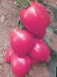 Los tomates  Pink Pioner F1 variedad Foto