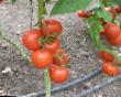 tomaatit lajit Ansambl F1 kuva ja ominaisuudet