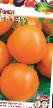 Tomatoes varieties Orlik Photo and characteristics