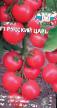 Tomatoes varieties Russkijj Car F1 Photo and characteristics
