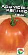 Tomater sorter Adamovo yabloko Fil och egenskaper