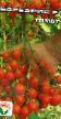 Tomater sorter Barbaris F1 Fil och egenskaper
