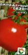 Los tomates variedades Barkhatnyjj sezon Foto y características