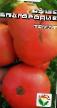 Ντομάτες  Vashe blagorodie ποικιλία φωτογραφία