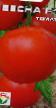 Tomaten Sorten Vesna F1  Foto und Merkmale