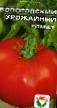 Los tomates variedades Volgogradskijj urozhajjnyjj Foto y características