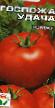 Los tomates variedades Gospozhp udacha Foto y características