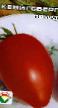 Los tomates  Kenigsberg variedad Foto