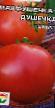 Tomatoes  Marfushechka-dushechka grade Photo