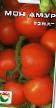 Los tomates  Mon amur variedad Foto