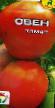 Los tomates  Oven variedad Foto