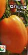 des tomates  Olesya l'espèce Photo