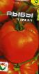 Los tomates  Ryby variedad Foto