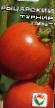 Los tomates  Rycarskijj turnir variedad Foto