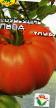 Los tomates variedades Sozvezdie lva Foto y características
