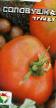 des tomates les espèces Solovushka Photo et les caractéristiques