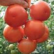 Los tomates  Lilos F1 variedad Foto