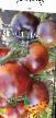 tomaatit lajit Ivan-da marya F1 kuva ja ominaisuudet