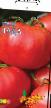 tomaatit lajit Lada F1 kuva ja ominaisuudet