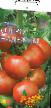 des tomates  Ozero nadezhdy F1 l'espèce Photo