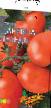 tomaatit lajit Carevna-lebed F1 kuva ja ominaisuudet