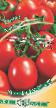 Los tomates  Ushakov variedad Foto