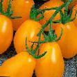 Tomatoes  Piadrops F1 grade Photo