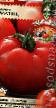 Los tomates  Baltiec variedad Foto