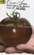 des tomates  Ashdod F1 l'espèce Photo