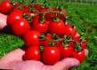 Los tomates  Verige F1 variedad Foto