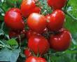 Los tomates  Vostok F1 variedad Foto