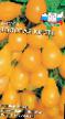 Tomatoes varieties Zolotaya kist Photo and characteristics