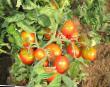 Tomatoes varieties Severyanka Photo and characteristics