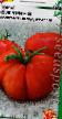 Los tomates  Figurnyjj variedad Foto