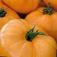 Tomater sorter Medovyjj Korol Fil och egenskaper