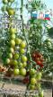 Los tomates variedades Samocvet nefritovyjj Foto y características