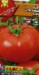tomaatit lajit Snezhnyjj Bars kuva ja ominaisuudet