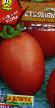 Los tomates  Stolypin variedad Foto