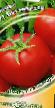 Los tomates  Bottichelli F1 variedad Foto