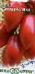 des tomates les espèces Kapiya rozovaya  Photo et les caractéristiques